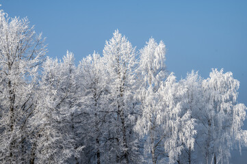 Tree branches covered with snow and frost as a natural winter background.