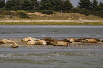 phoque se reposant au soleil en baie de de somme 