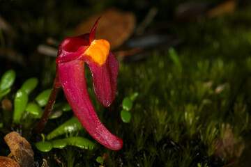 Red flower of the tuberous bladderwort Utricularia menziesii, in natural habitat, Western Australia