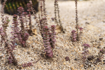 Close-up photo of purple Crassula perforata succulent plant