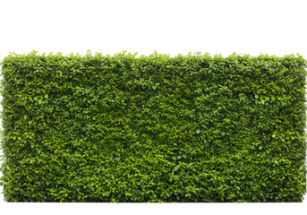 Lush Green Hedge Wall with Dense Foliage Creating a Natural Privacy Barrier in a Garden Landscape Setting