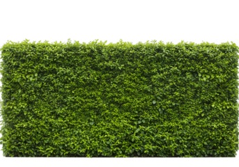 Lush Green Hedge Wall with Dense Foliage Creating a Natural Privacy Barrier in a Garden Landscape Setting