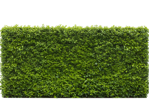 Lush Green Hedge Wall with Dense Foliage Creating a Natural Privacy Barrier in a Garden Landscape Setting