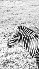 Zebra at Zoo