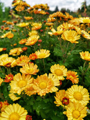 Сluster of yellow chrysanthemum flowers. No AI tools
