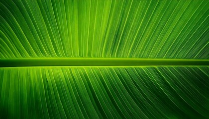 A High-Resolution Macro Texture of a Banana Leaf, Strong Parallel Veins, Vibrant Green Tones, Natural Organic Pattern