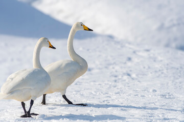 雪上に立つ二羽の白鳥。青森、合浦公園