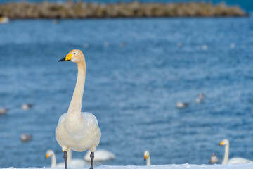 雪の海岸に立つ白鳥の幼鳥。青森、合浦公園