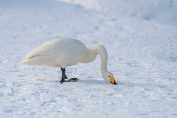 雪上で餌を探す白鳥。青森、合浦公園