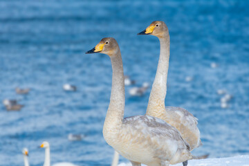 雪の海岸に立つ二羽の白鳥の幼鳥。青森、合浦公園
