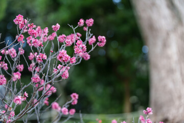 春を告げる梅の花、可憐なピンクの彩り