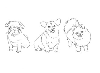 犬（パグ、コーギー、ポメラニアン）