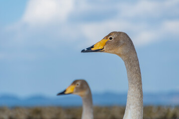 二羽の白鳥、幼鳥の首。青森、合浦公園