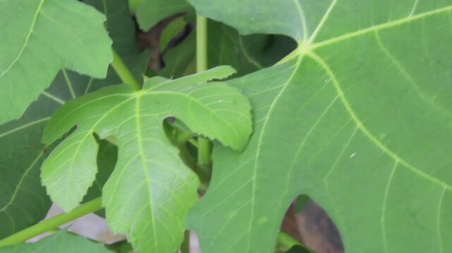 Close Up Vibrant Green Fig Leaves Detailed Texture