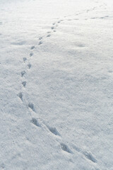 雪原に鳥の足跡