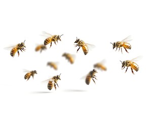 Bees swarm, flying in white background