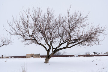 Fototapeta premium Snow, winter, tree, fog, frost, cold, snowfall