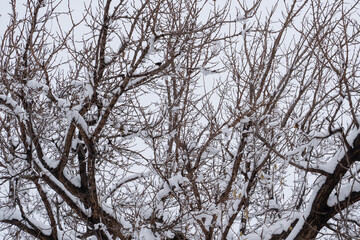 Snow, winter, tree, fog, tree covered with snow