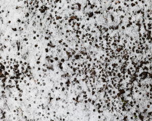 Top view, snow texture. Background, winter period