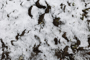 Top view, snow texture. Background, winter period