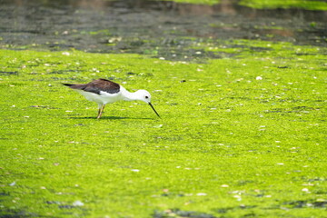 A white-throated eagle lives naturally in the Bangkok Open Zoo in Thailand.