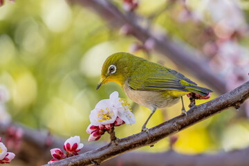 梅の蜜を吸うメジロ
