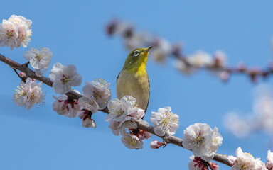 梅の蜜を吸うメジロ