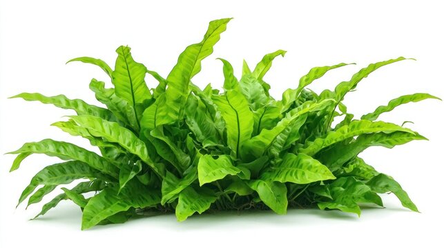 Java Fern