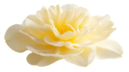 Close up of a pale yellow daffodil.