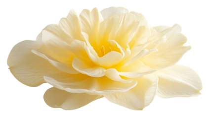 Close up of a pale yellow daffodil.