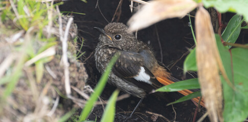 茂みに隠れる鳥のヒナ