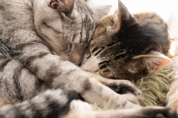 窓辺で眠る二匹の猫