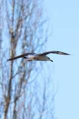 volo nel bosco