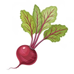 Red Beetroot with Green Leaves Isolated on White Background, vegetable, illustration