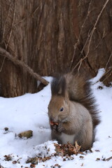 木の実を食べるエゾリス
