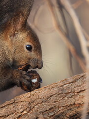 クルミを食べるエゾリス