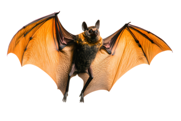Bat vampire flying in the air with wings kept on white or transparent background, Halloween festive elements, Vampire animal