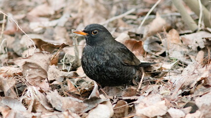 blackbird on the ground