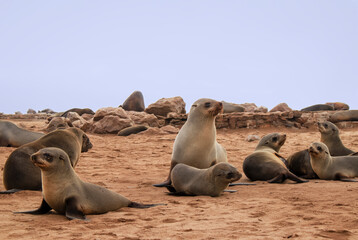 Wild animals. Harbor seals resting at the Cape Cross seal colony in Namibia, Africa.