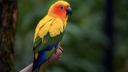 red and yellow macaw