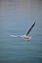 Seagull Flying Over Scenic Landscape