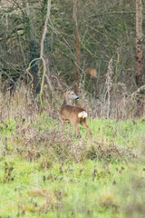 un chevreuil en bordure de forêt 