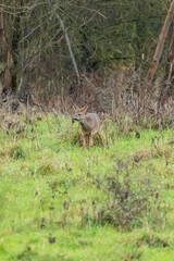 un chevreuil en bordure de forêt 