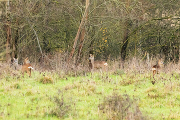 des chevreuils en bordure de forêt 