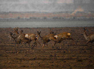 des chevreuils dans un champ 