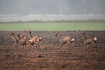 chevreuils en hard dans la plaine d'alsace   