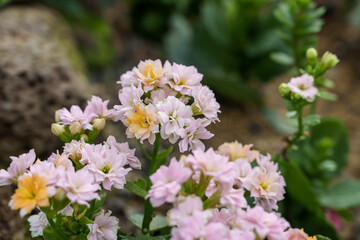 Close-up photo of yellow Kalanchoe calandiva flowers in bloom