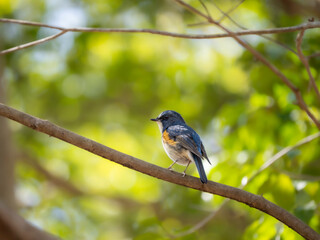 森の中で枝に留まって周りを見渡しているルリビタキの雄