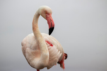 Fototapeta premium A close-up of a majestic flamingo against a clear blue sky. This detailed shot highlights the bird vibrant pink feathers and elegant posture, making it perfect for wildlife, nature, and conservation 