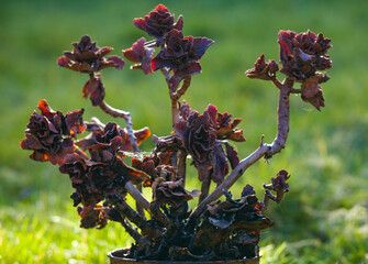 Withered Flower in a Pot